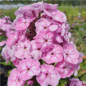 Phlox Paniculata 'Younique Old Pink'